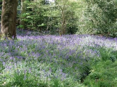 Bluebells